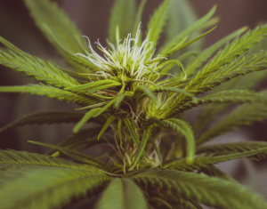 Harsh cannabis sentence exposes serious gap in Maltese law