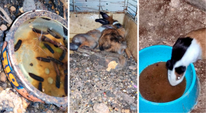 Activists call for Gzira Duck Village to be closed down after animals found in ‘filthy and unsanitary’ conditions