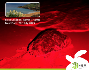 Sixth turtle nest confirmed at Ramla l-Ħamra