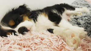 Animal Rights Ministry slams vet clinics for refusing care to dog owners