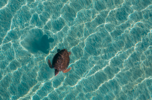 Rehabilitated sea turtles released at Golden Bay