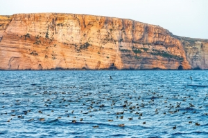 Children enjoy close encounter with wildlife on shearwater boat trip