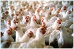 Local council, environmental lobbyists object against Siggiewi chicken farm