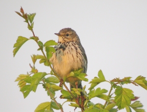 Two arrested after police find 200 unregistered songbirds for sale
