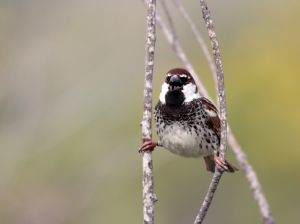 Spotted a sparrow? Tell BirdLife!