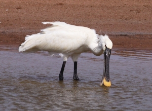 As flamingo leaves Salina reserve, Spoonbill arrives at Ghadira