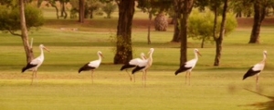 White storks spotted at golf course