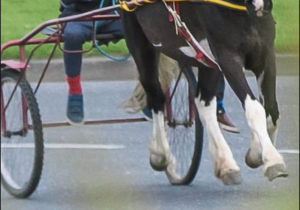 Stolen French sulkies traced to Marsa stables