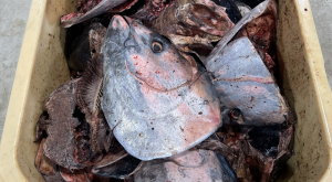 No animal part to waste: tuna ranchers join circular revolution