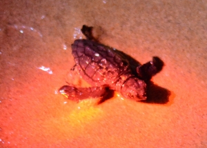 Turtle eggs hatch in Golden Bay