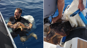Juvenile turtle found tangled at sea rescued by ERA officers
