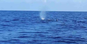 Whale spotted off Gnejna coast