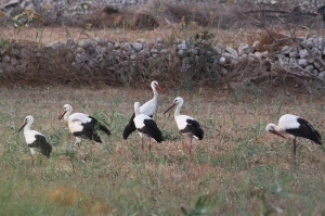 Prime Ministerial intervention leads to closure of autumn hunting season