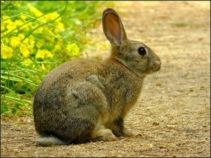 Rabbit farm in Piswella valley approved against experts’ opinion