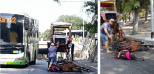 Animal welfare confirms horse which collapsed in Pieta was not abused