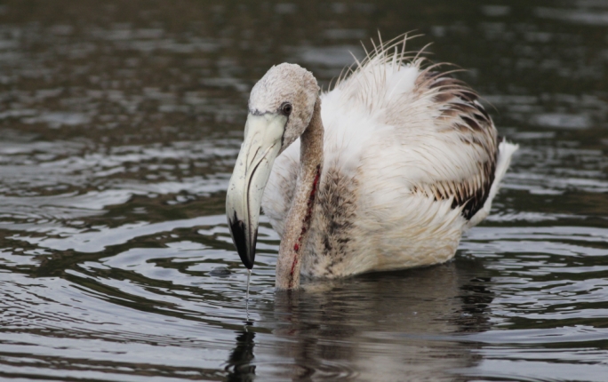 At least one flamingo was shot with another one missing, feared killed