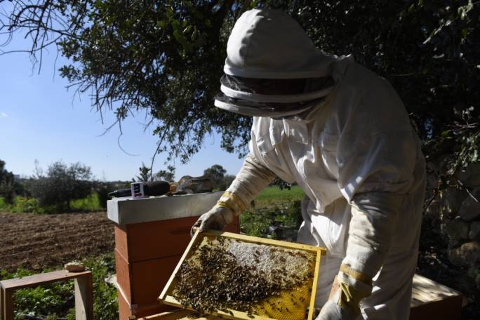 Seychell showing us one of the honey-covered frames from his honey bee boxes – all of which could be in danger if the development takes place
