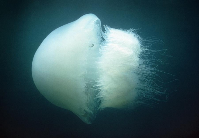 Lethal to the touch: the dreaded nomadic jellyfish