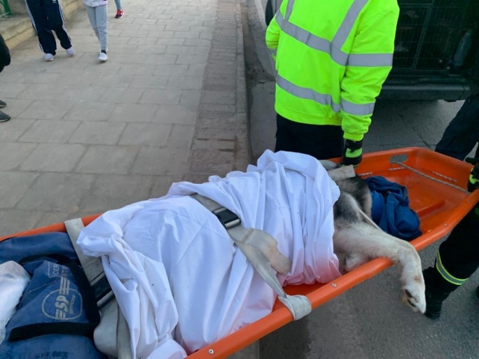 Civil Protection save dog that fell off cliff at Wied Babu