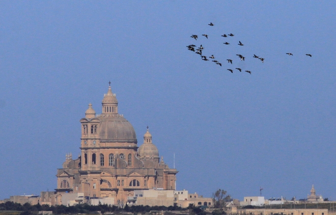 A flock of Ferruginous Ducks over Gozo (Photo: Ray Galea)