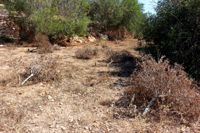 Vandals cut down 36 trees from Foresta 2000 (Photo: Veerle van Werde)