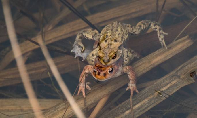 The export of edible frogs is a lucrative trade, with large markets in France and China where the amphibians are a delicacy (Photo: Christian Bruna/EPA)
