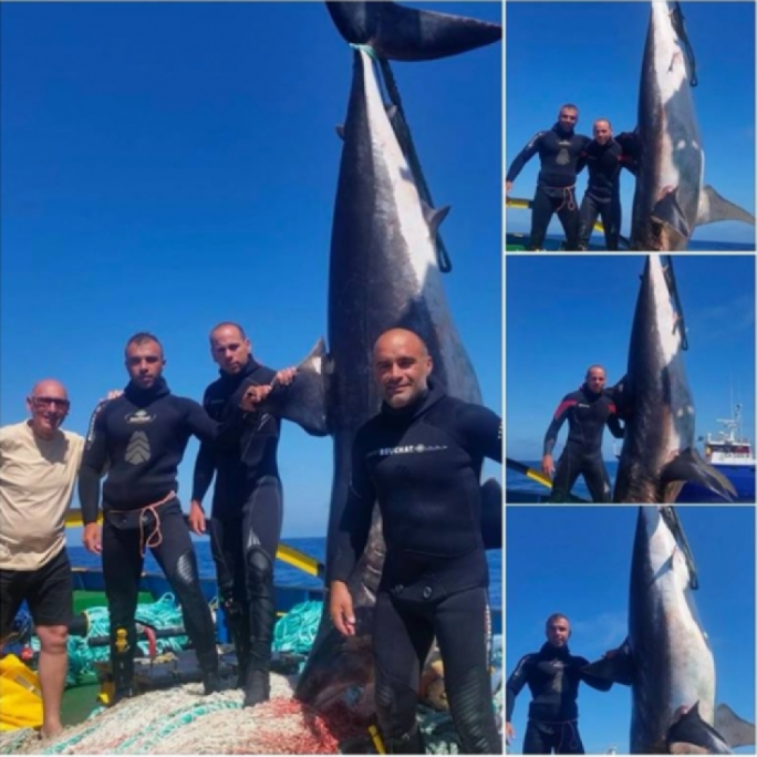 Environment Resources Authority assisting police investigating Facebook photo with Maltese divers posing with a shark • Marine biologist warns fines for hunting of protected sharks too low
