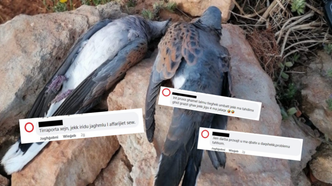 Regulator unable to monitor turtle dove quota, BirdLife says