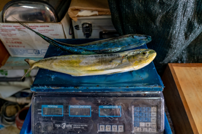 Government’s failing to protect Maltese lampuki catches, says MEP Peter Agius