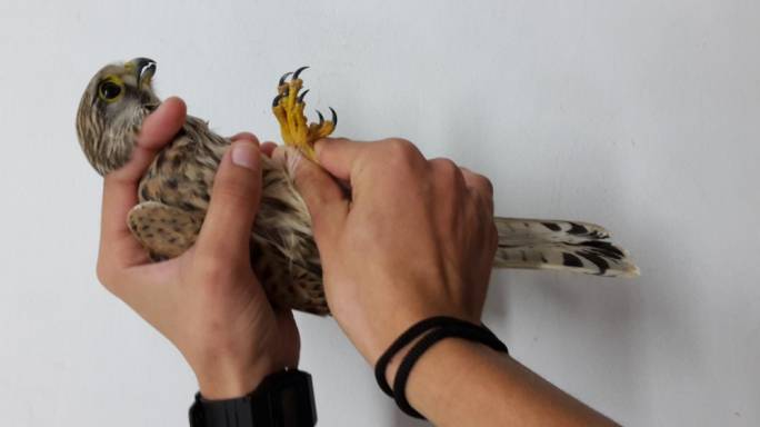 One of two shot Common Kestrels retrieved by the police on Sunday (Photo: Birdlife Malta)