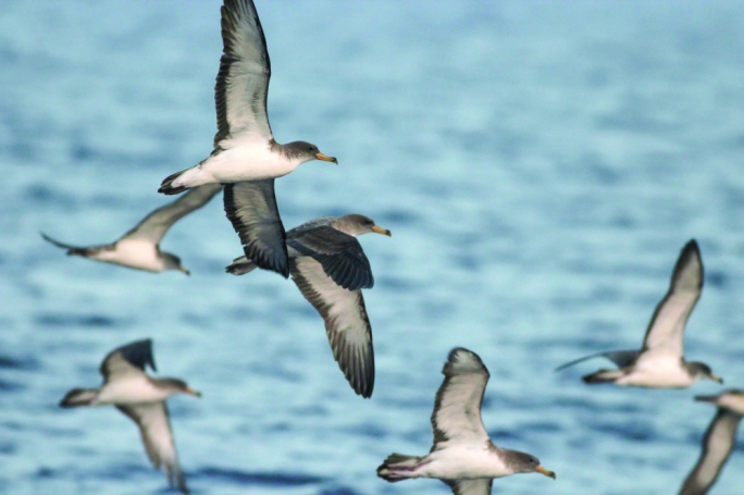 The Scopoli’s Shearwater is a seabird which breeds in the Maltese Islands (Photo by Aron Tanti)