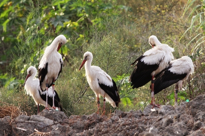The white storks photographed by Raymond Galea