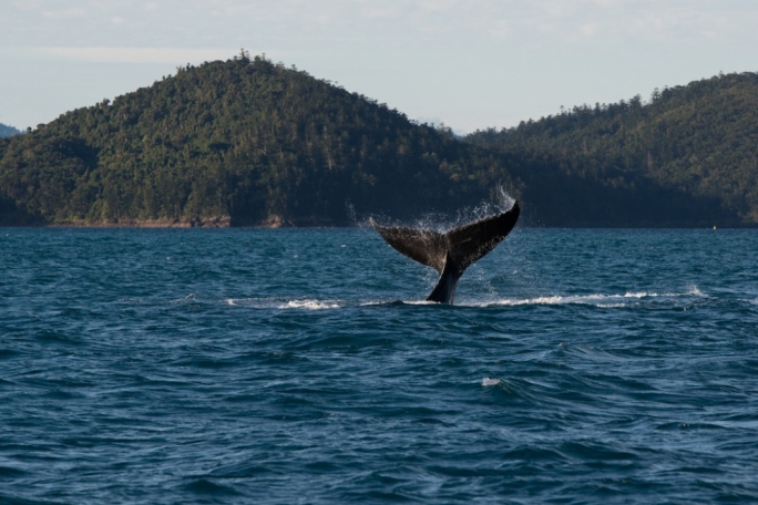 If you’re lucky you will even get to see the migrating Humpback or Mink whales