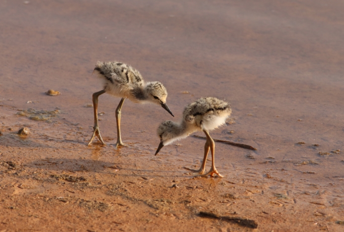 Black-winged Stilts young by Aron Tannti