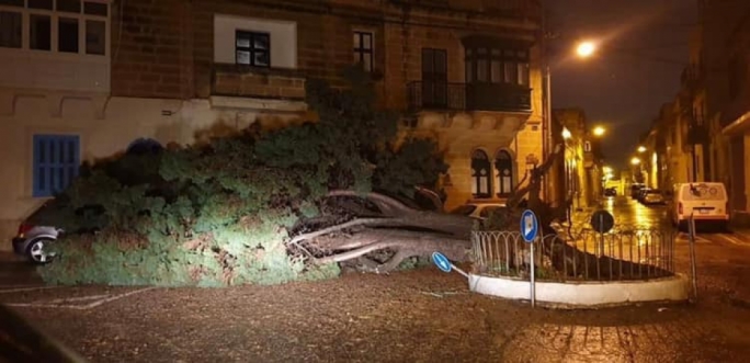 A tree in Zejtun is felled by gale force winds