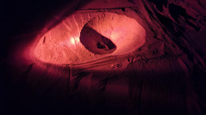 WATCH | 50 turtle eggs hatch at Ramla l-Ħamra