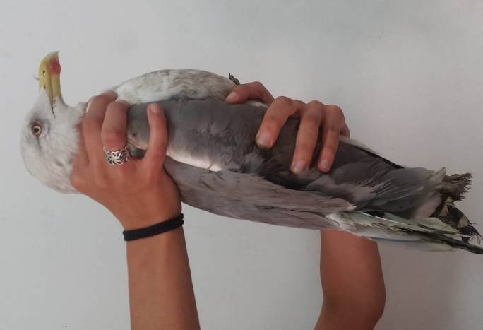 Yellow-legged Gull confirmed shot after being retrieved yesterday (Photo: Birdlife Malta)