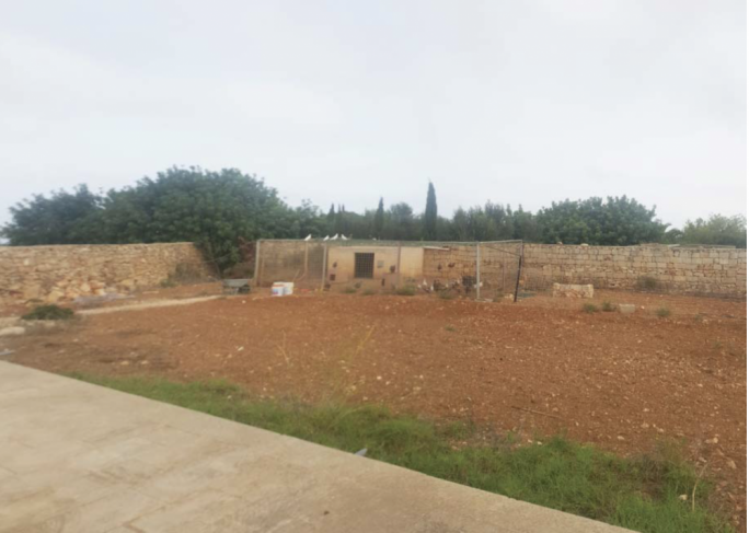 All fowl play: emus, peacocks, ducks, chickens and guinea fowl inside Beppe Fenech Adami’s coop