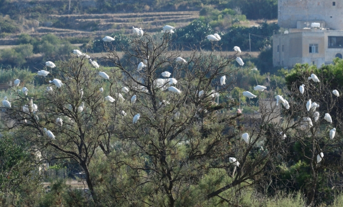 Flock of little egrets at Simar Nature Reserve - Mario V. Gauci