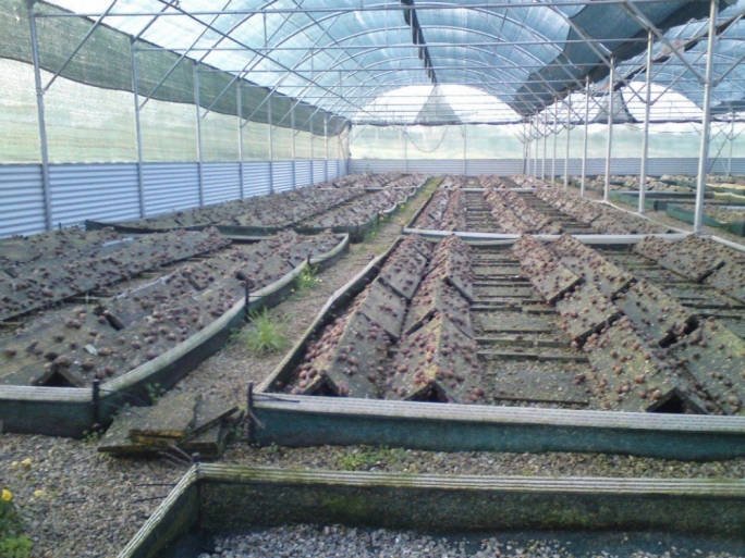 Snail farming, also known as heliciculture, is the production of snails for human consumption, pharmaceuticals, cosmetics, and animal feeds