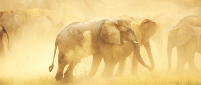 African Parks takes on the direct long-term management of national parks and is one of the winners of Greener Tomorrow