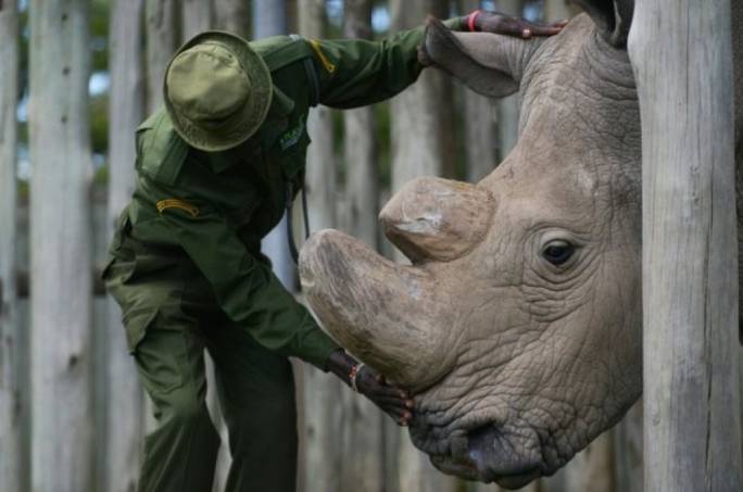 Sudan the rhino, pictured in 2016(Photo: BBC)