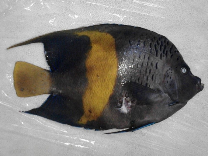 Arabian Angelfish
