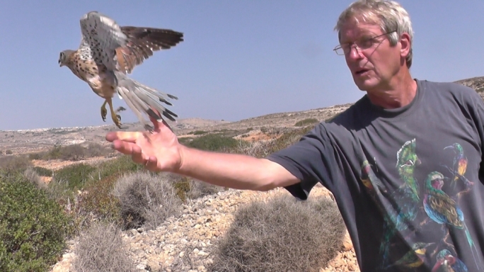 Fly, Baal, fly: the bird was found in Żejtun in July with gunshot injuries that left him grounded with a broken wing