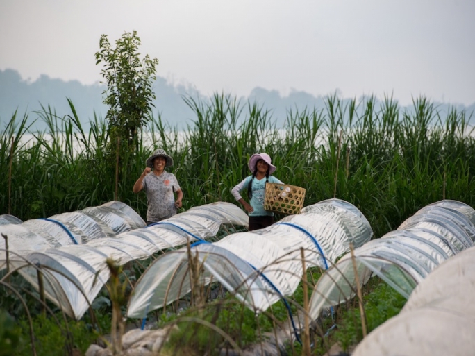 This land is filled with mountains that are fortified with terraced rice paddy fields