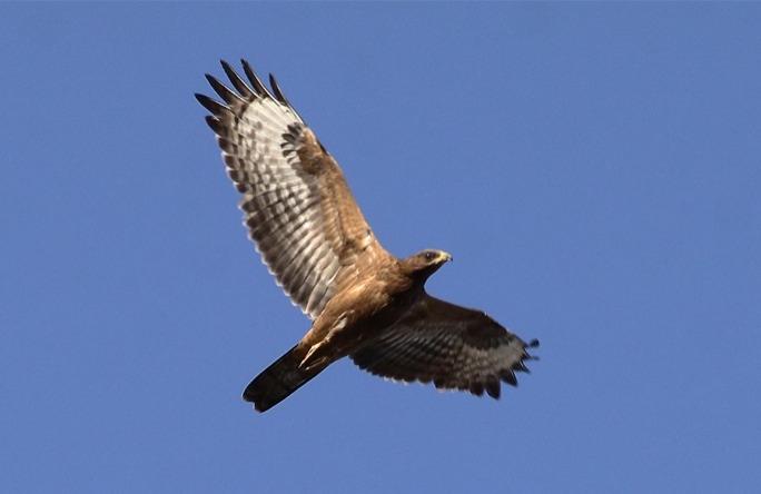 Birdlife Malta launches environmental education project
