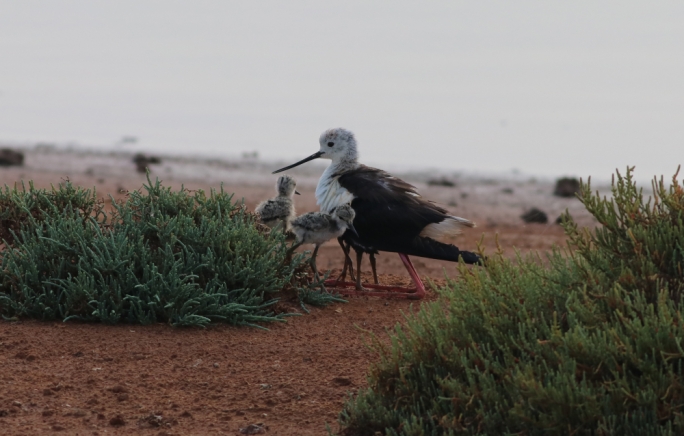 Black-winged Stilts at Għadira Nature Reserve by Aron Tanti