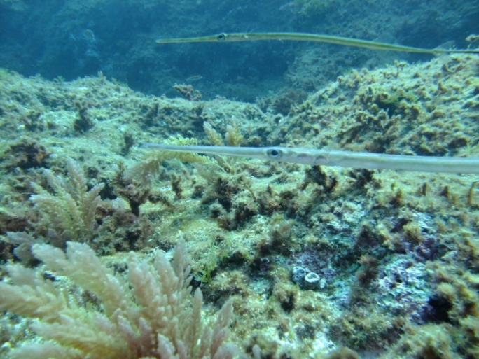 Blue Cornet Fish