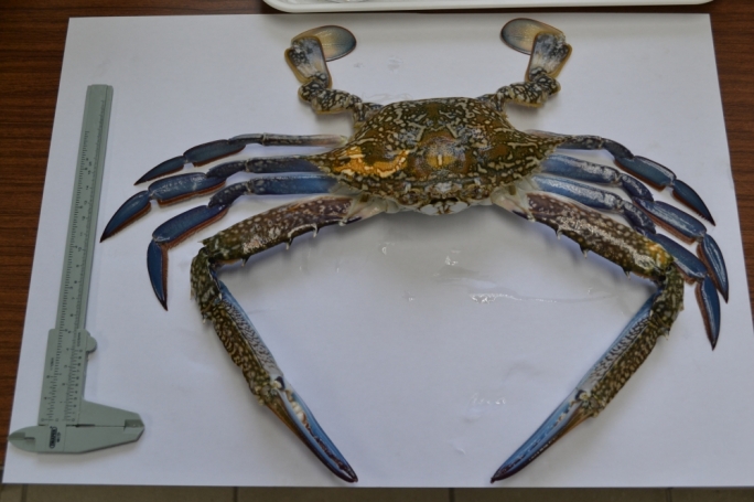 Blue swimmer crab