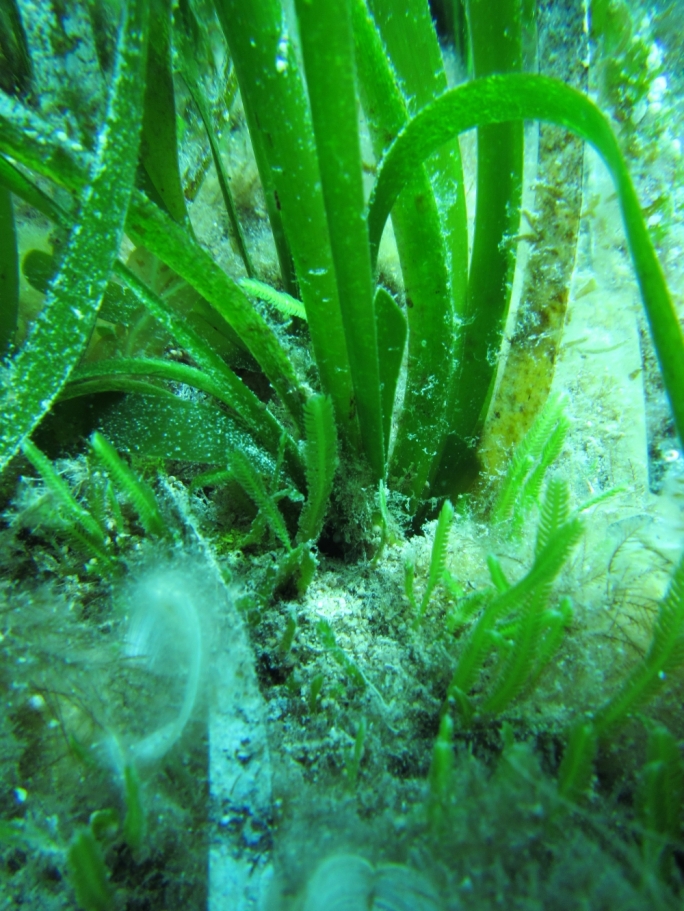Caulerpa taxifolia Seaweed